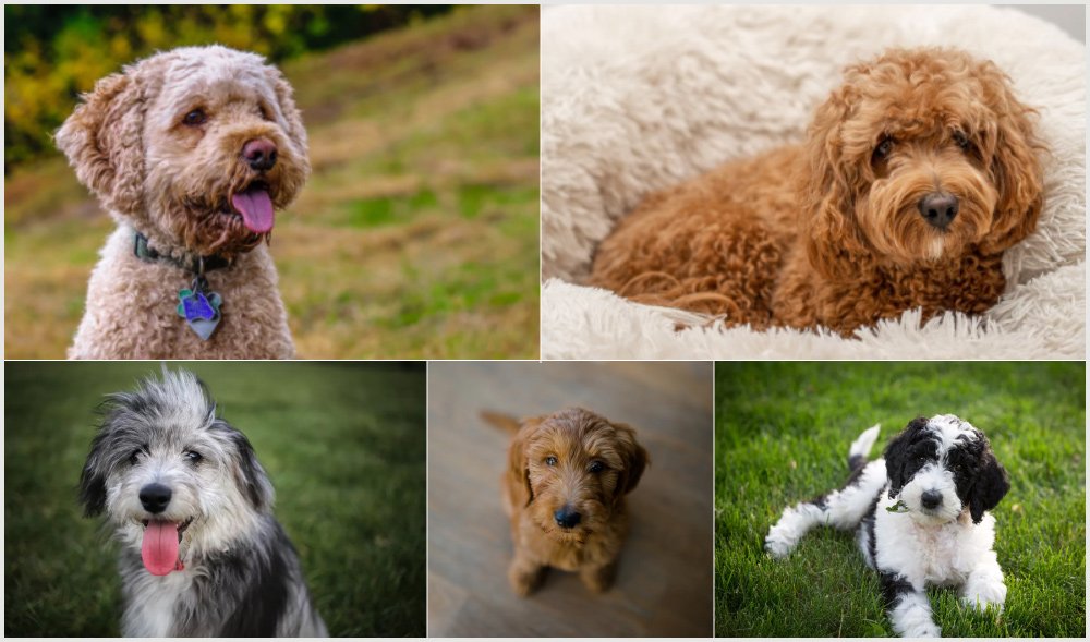 mini goldendoodles, cavapoos, cockapoos, mini sheepadoodles, mini aussiedoodles, www.puppyloveparadise.com